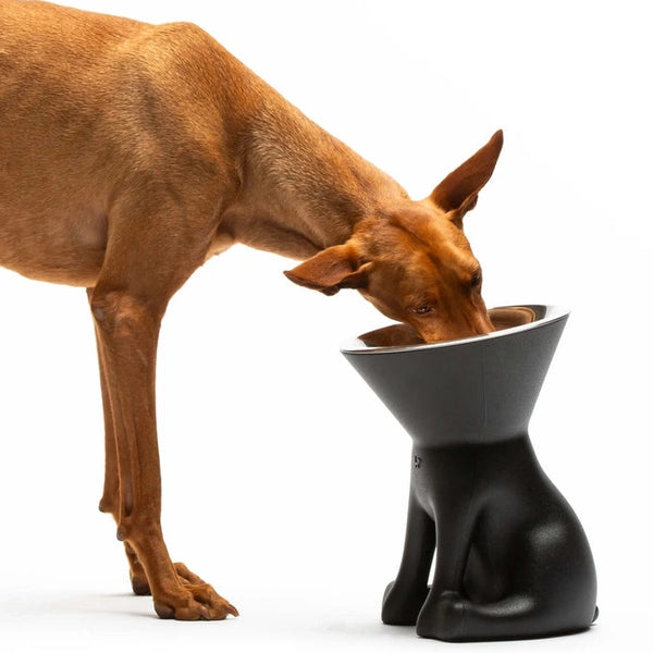 Ein Hund beugt sich hinunter, um aus einem einzigartigen schwarzen Futternapf in Form eines sitzenden Hundes zu fressen – ein verspieltes Detail im Haustierdesign.